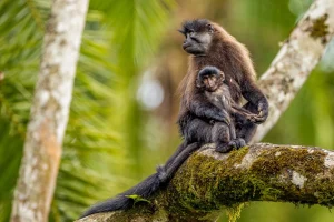 Grey-Cheeked Mangabey in Uganda