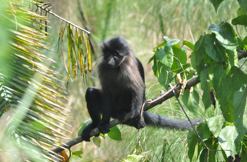 Grey-Cheeked Mangabey in Uganda
