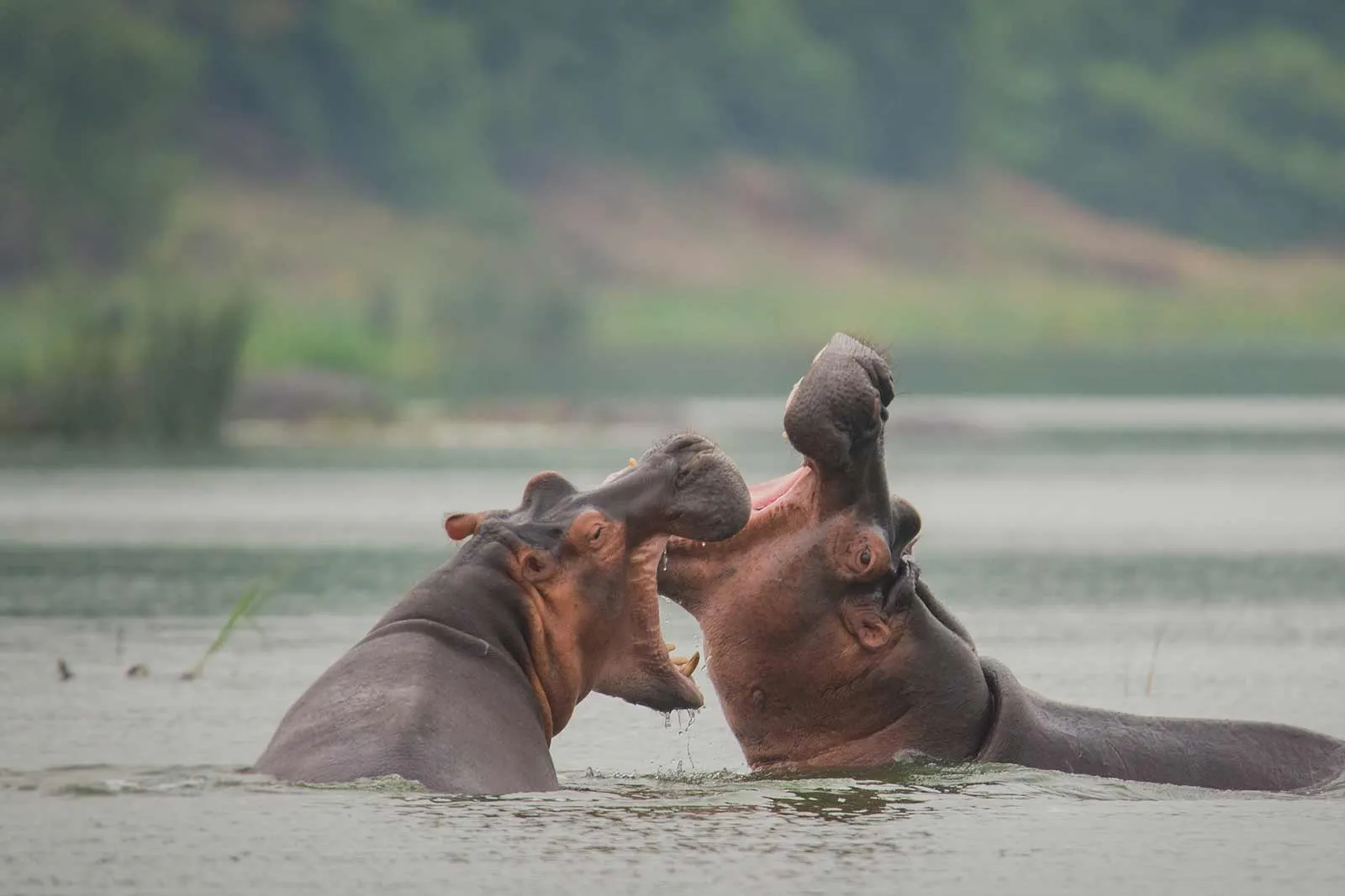 Bugungu Wildlife Reserve -Uganda -Hippopotamus