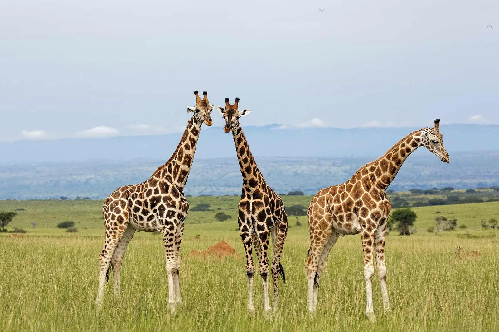 Exploring the Rich Biodiversity of Kidepo Valley National Park