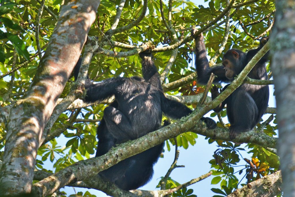 Chimpanzees in Kyambura Game Reserve