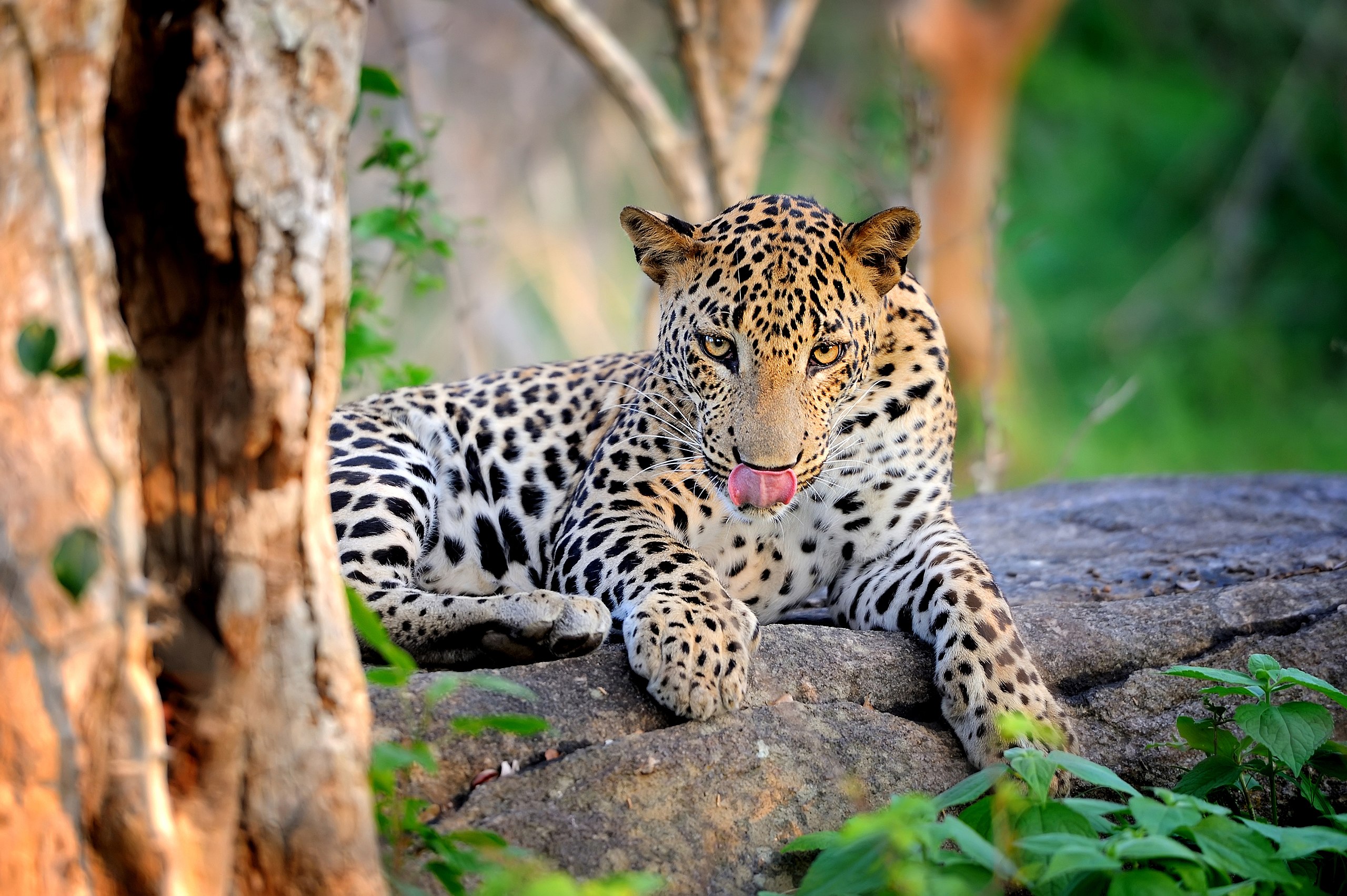 The African Leopard: Graceful Elegance and Stealthy Prowess