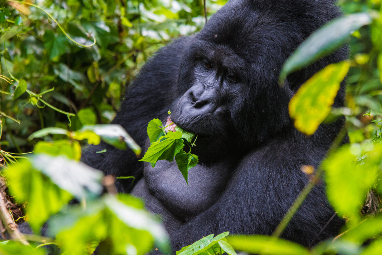 The Rich Biodiversity of Mgahinga National Park