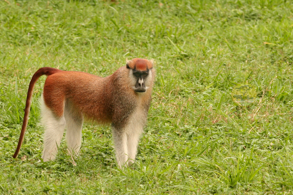 Patas Monkey in Uganda by Arcadia Safaris