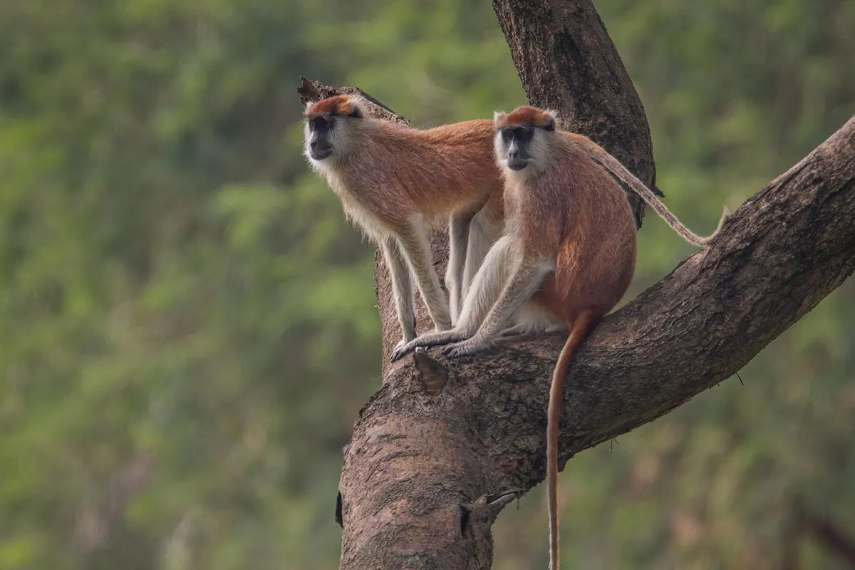 Patas Monkeys in Uganda