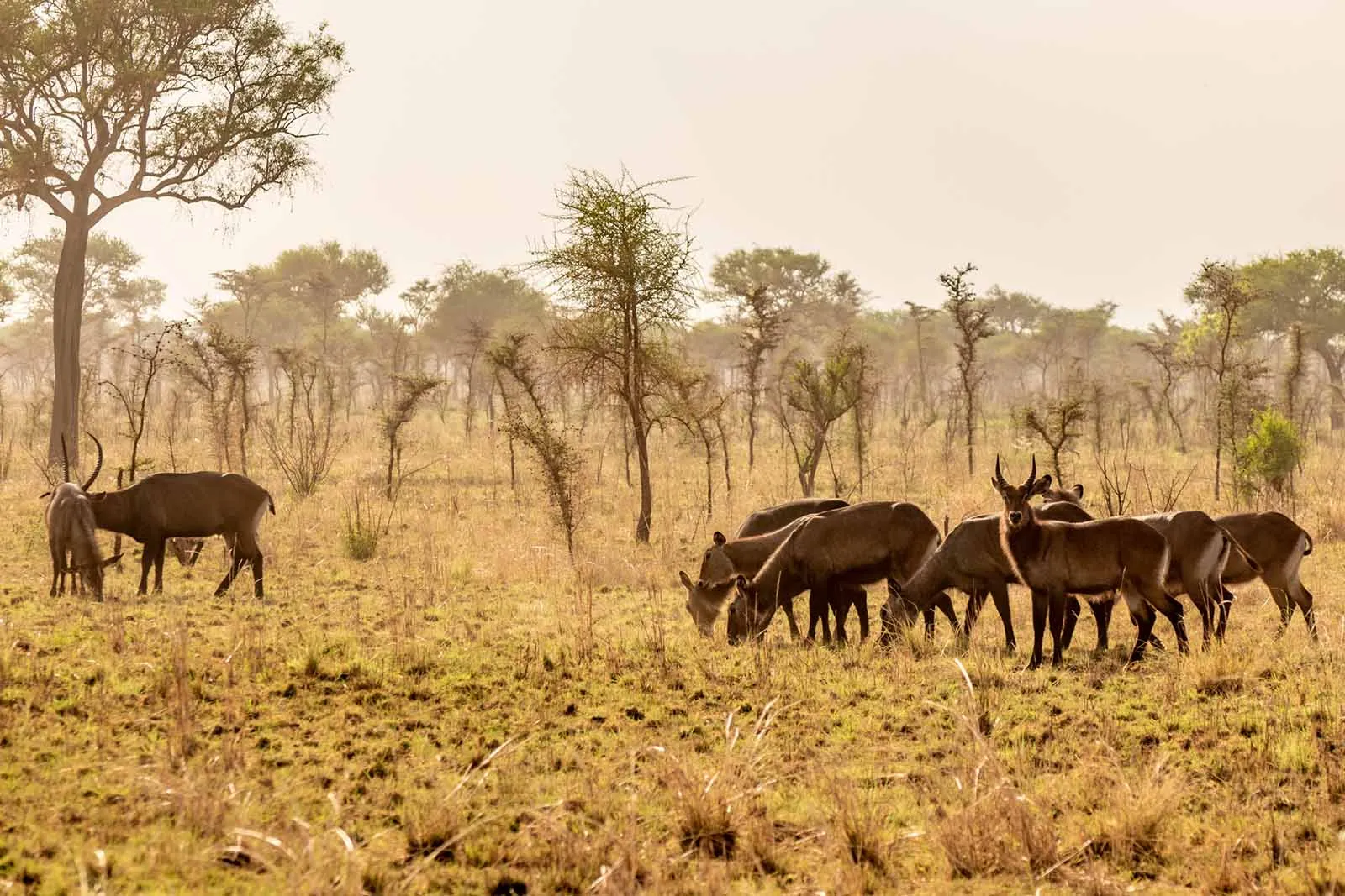 Pian Upe Wildlife Reserve Landscape - Pian Upe Wildlife Reserve - Biodiversity