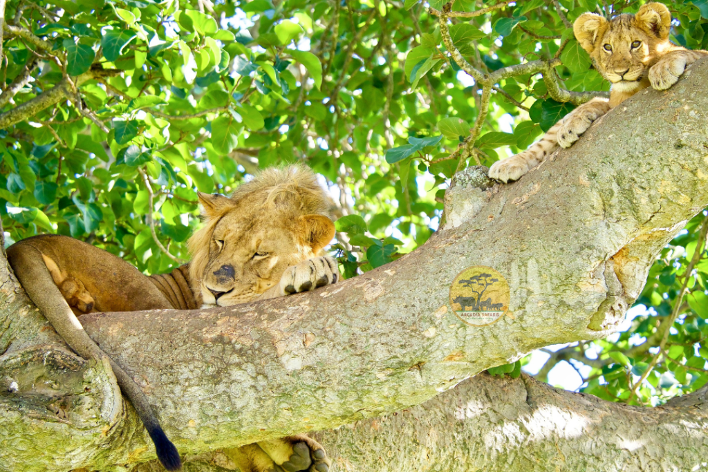 Queen Elizabeth National Park Travel Guide