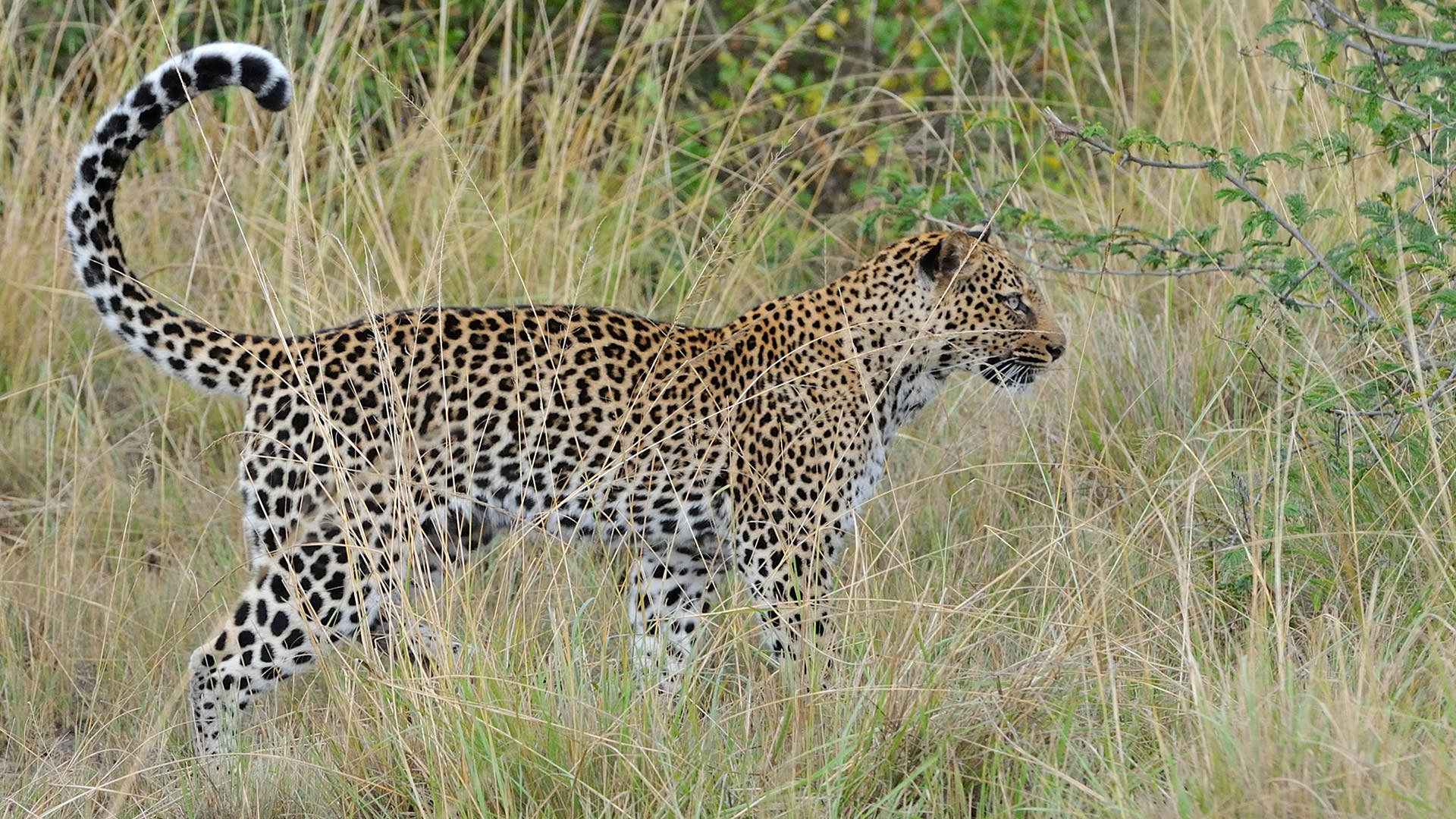 10 Fascinating Facts about the African Leopard