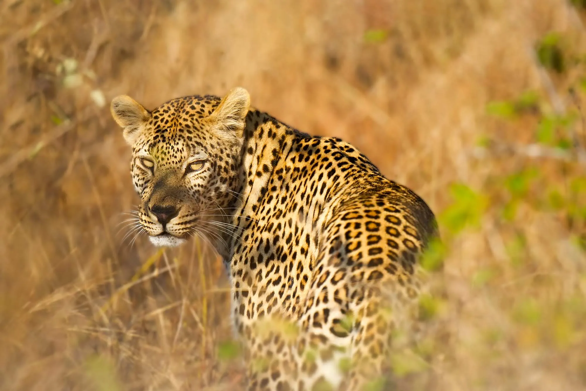 African Leopard Facts