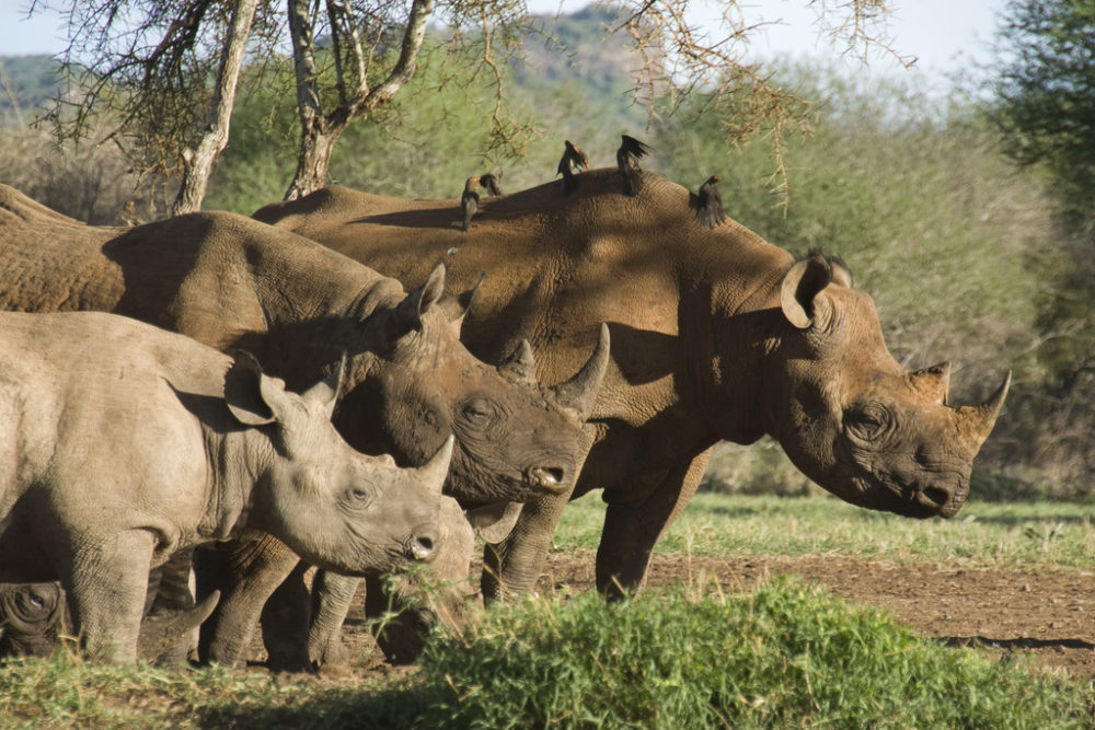 The Lifespan of the African Rhino