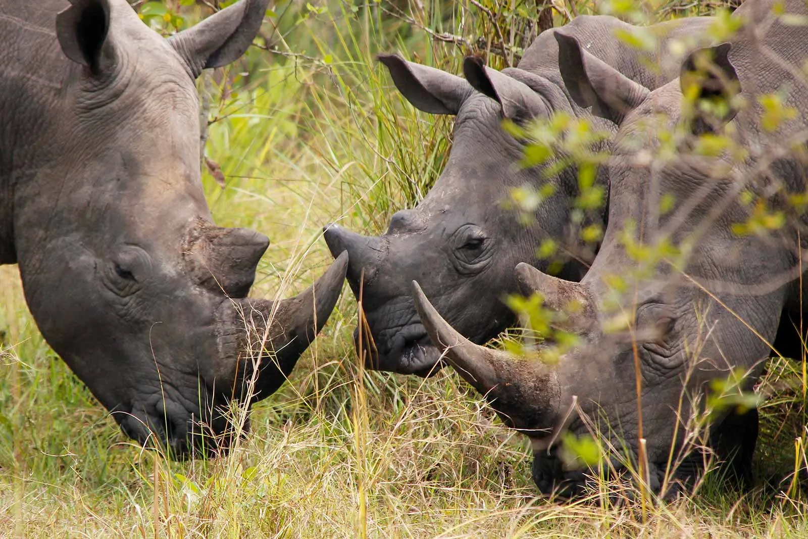 20 Places to see Rhinos in Africa