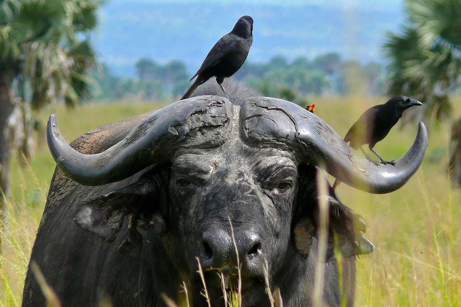 The African Buffalo (Syncerus caffer) - Arcadia Safaris