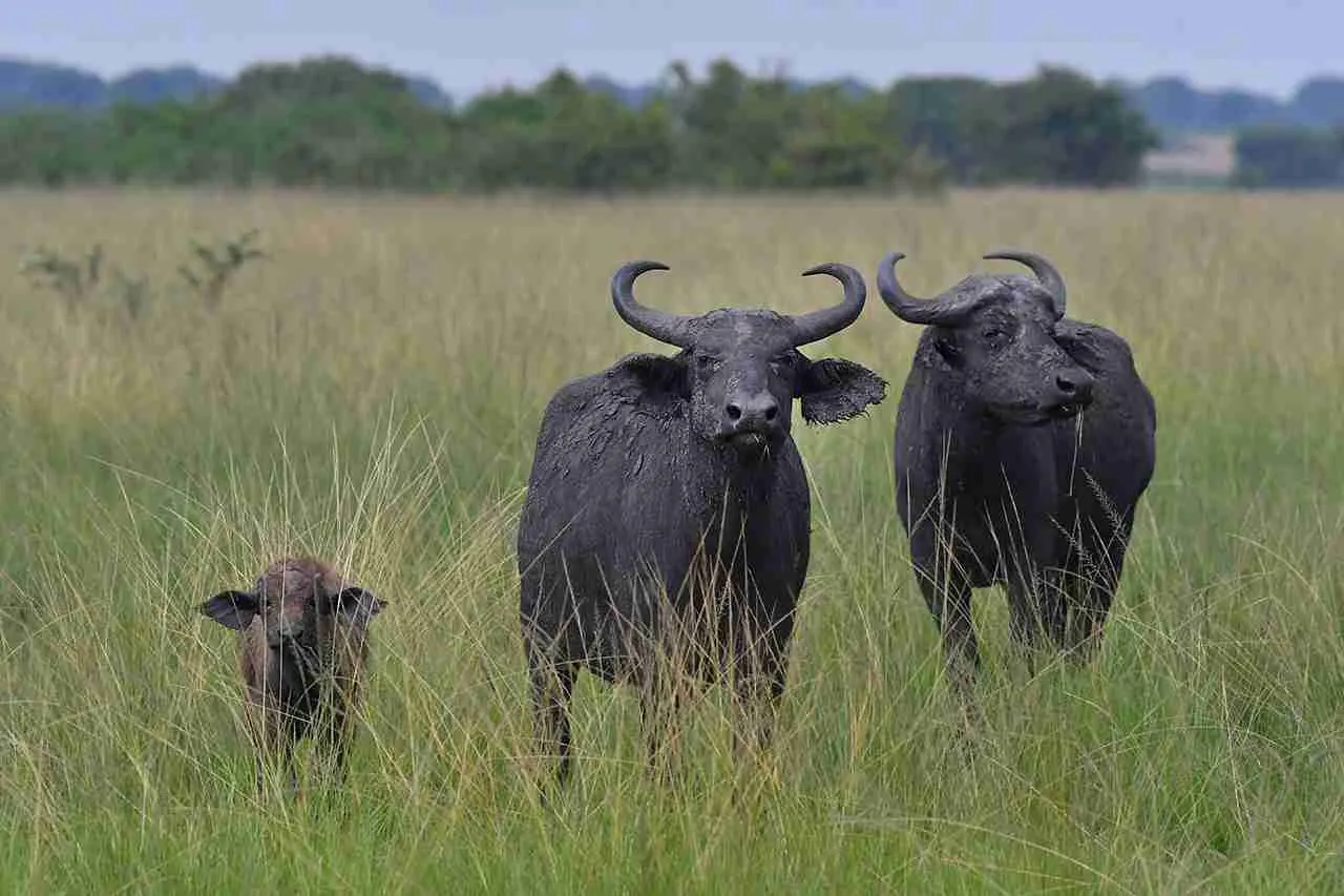 The Reproduction and Gestation Cycle of an African Buffalo