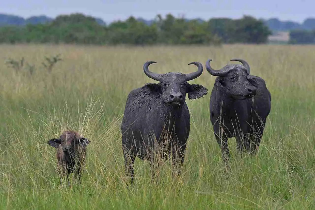 Gestation Period of a Buffalo: