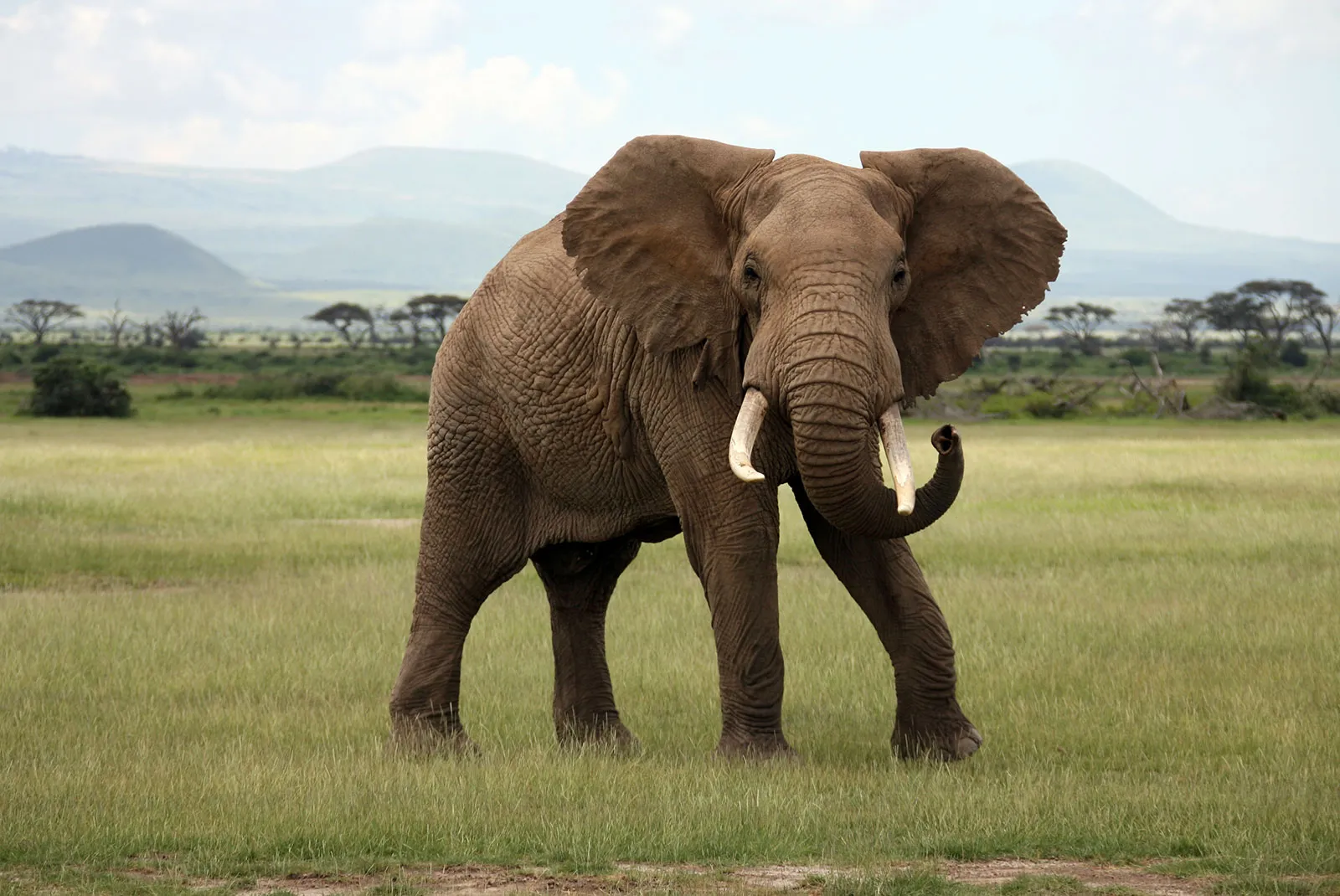 The African Elephant (Loxodonta africana)