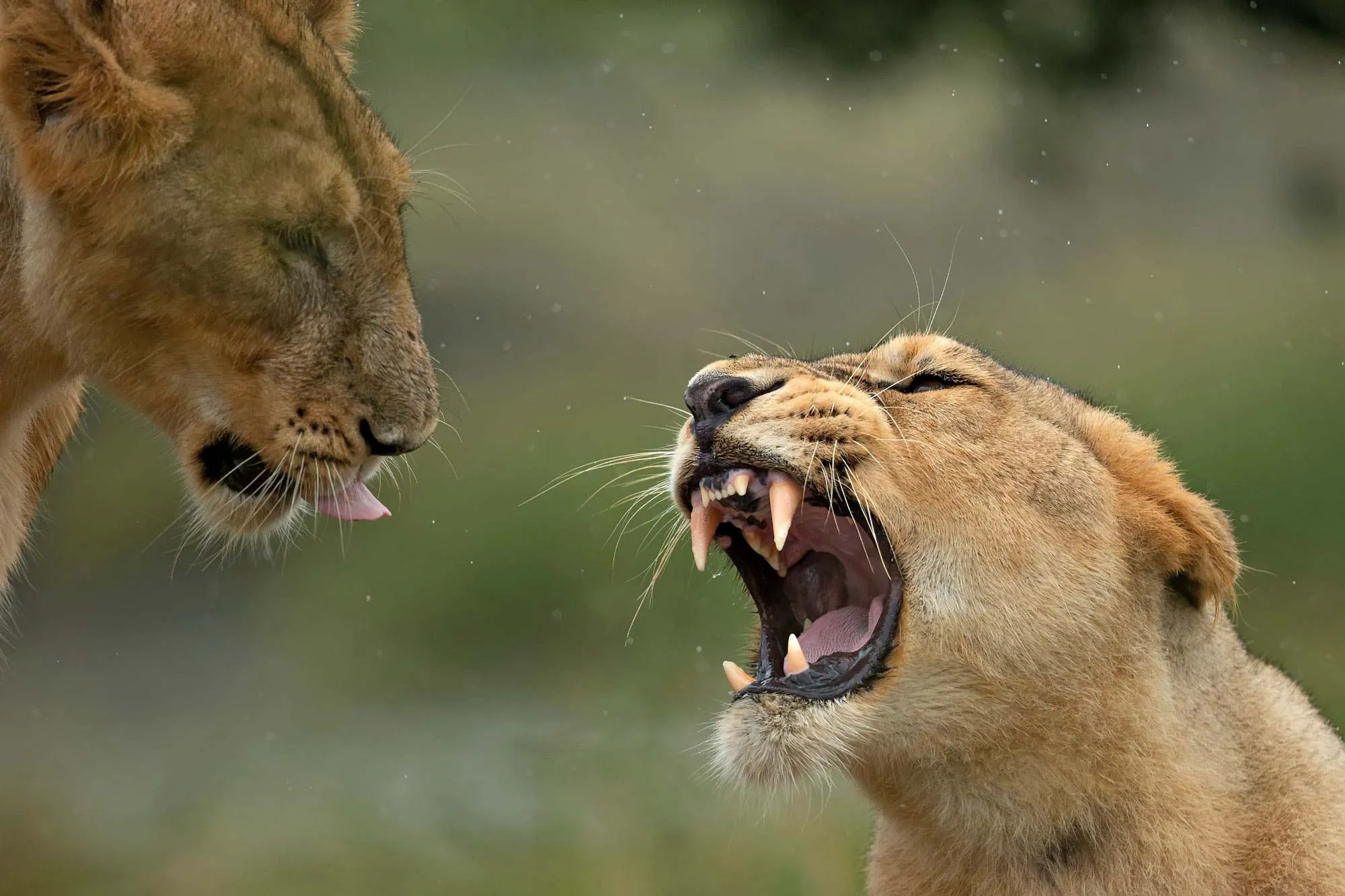 10 Fascinating Facts about African Lions