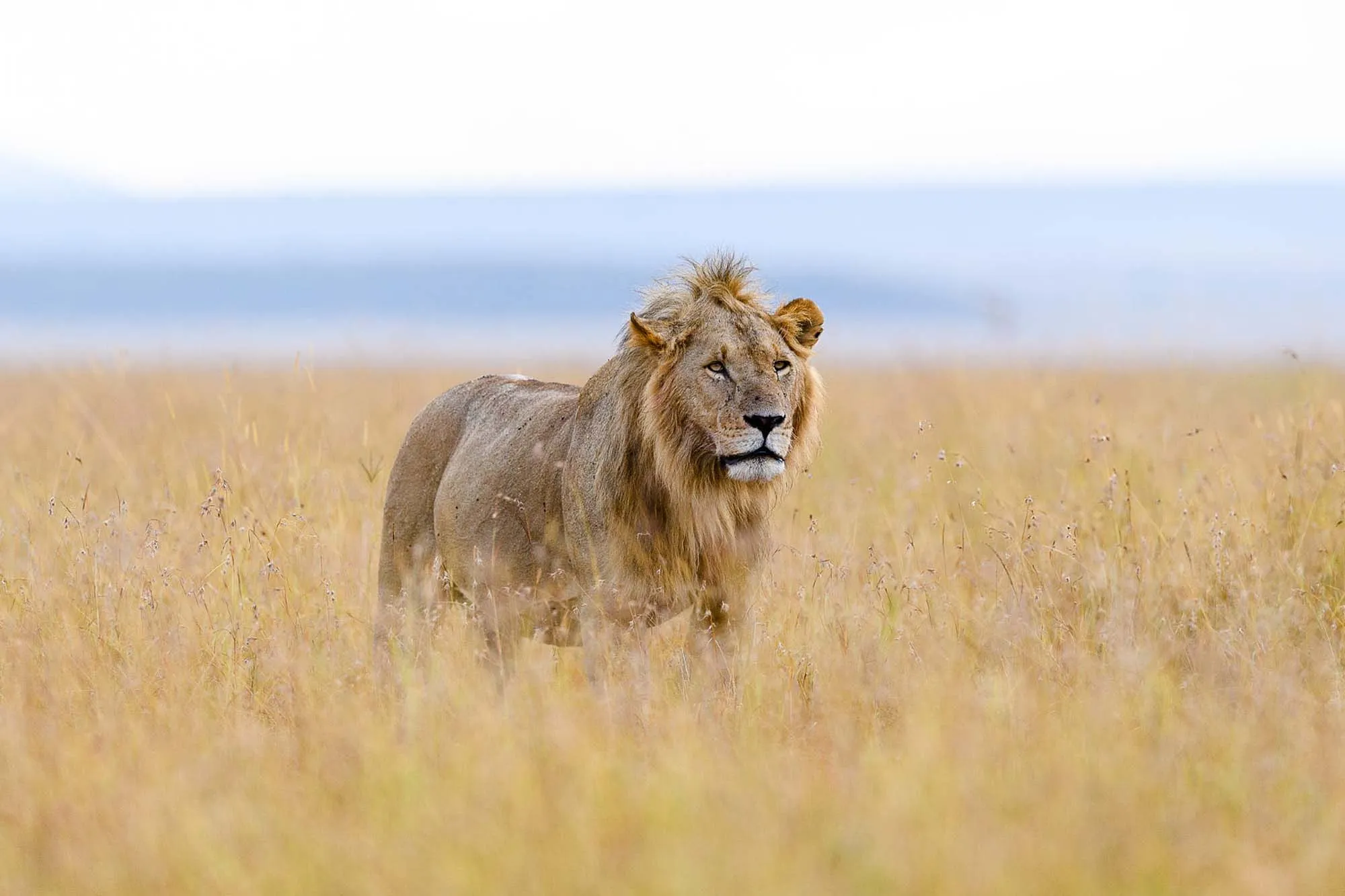 The African Lion - How Long Do Lions Live: The Lifespan