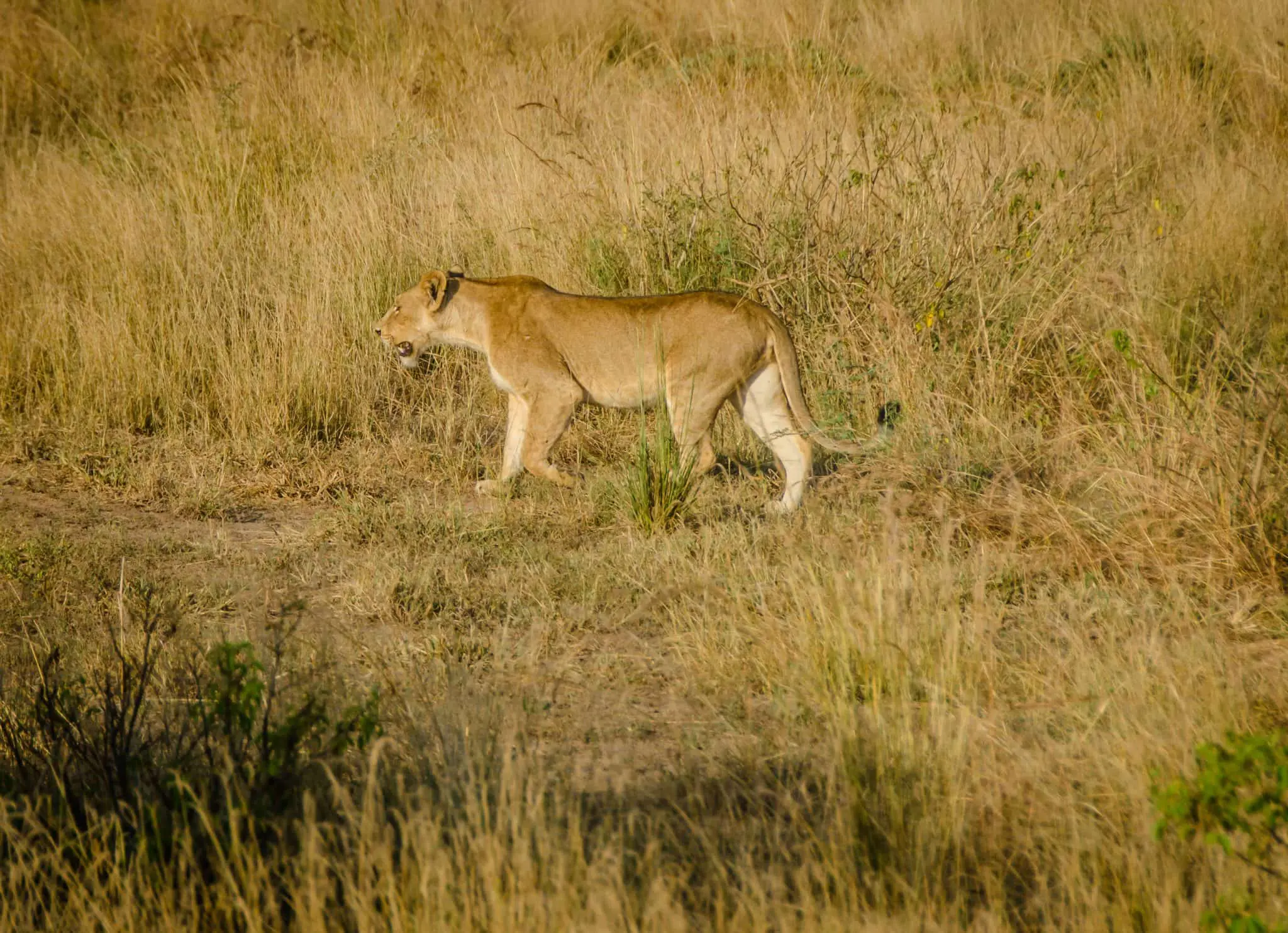 10 Fascinating Facts about African Lions