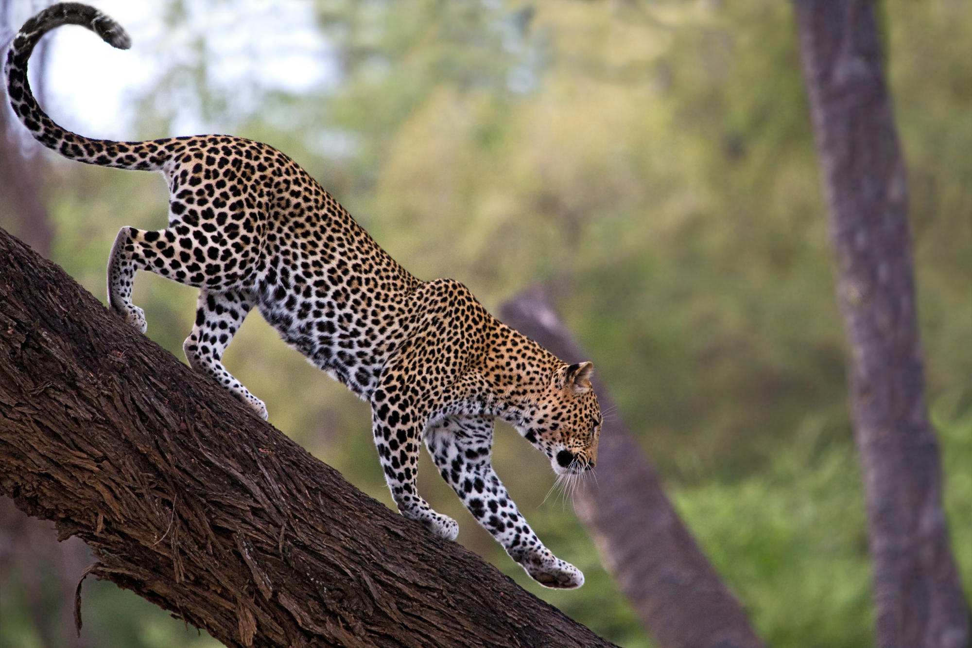 The Astonishing Lifespan of the African Leopard