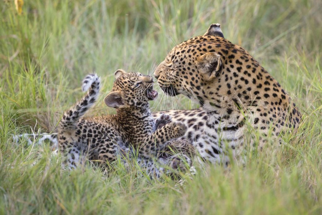 The Gestation Cycle of the African Leopard