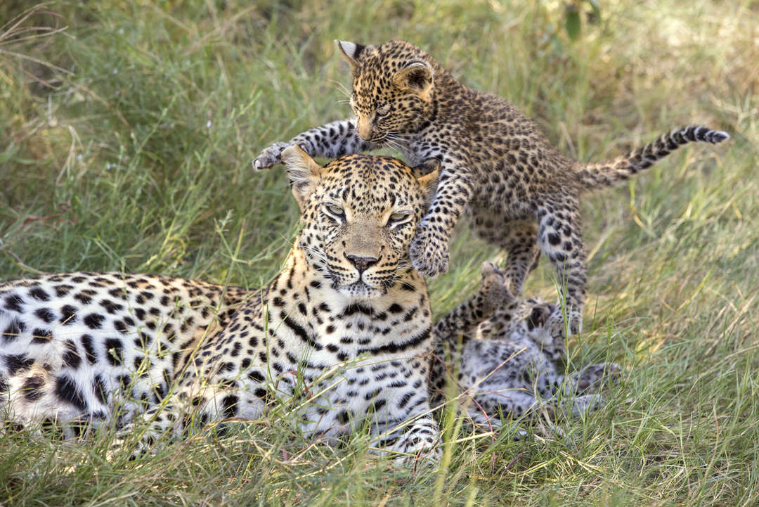 20 Must-Visit Destinations to See Leopards in Africa