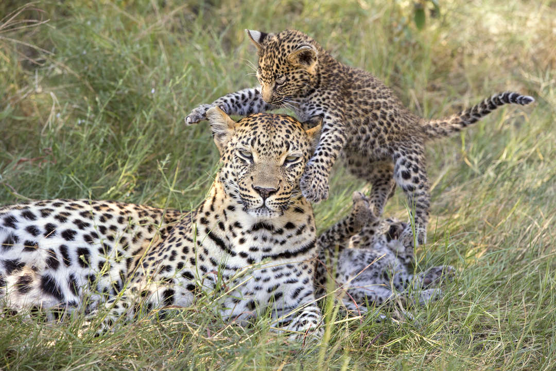 African Leopard Facts
