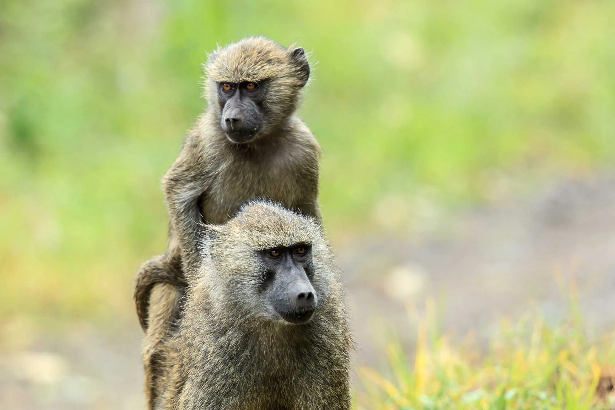 The Olive Baboons (Papio Anubis) in Uganda