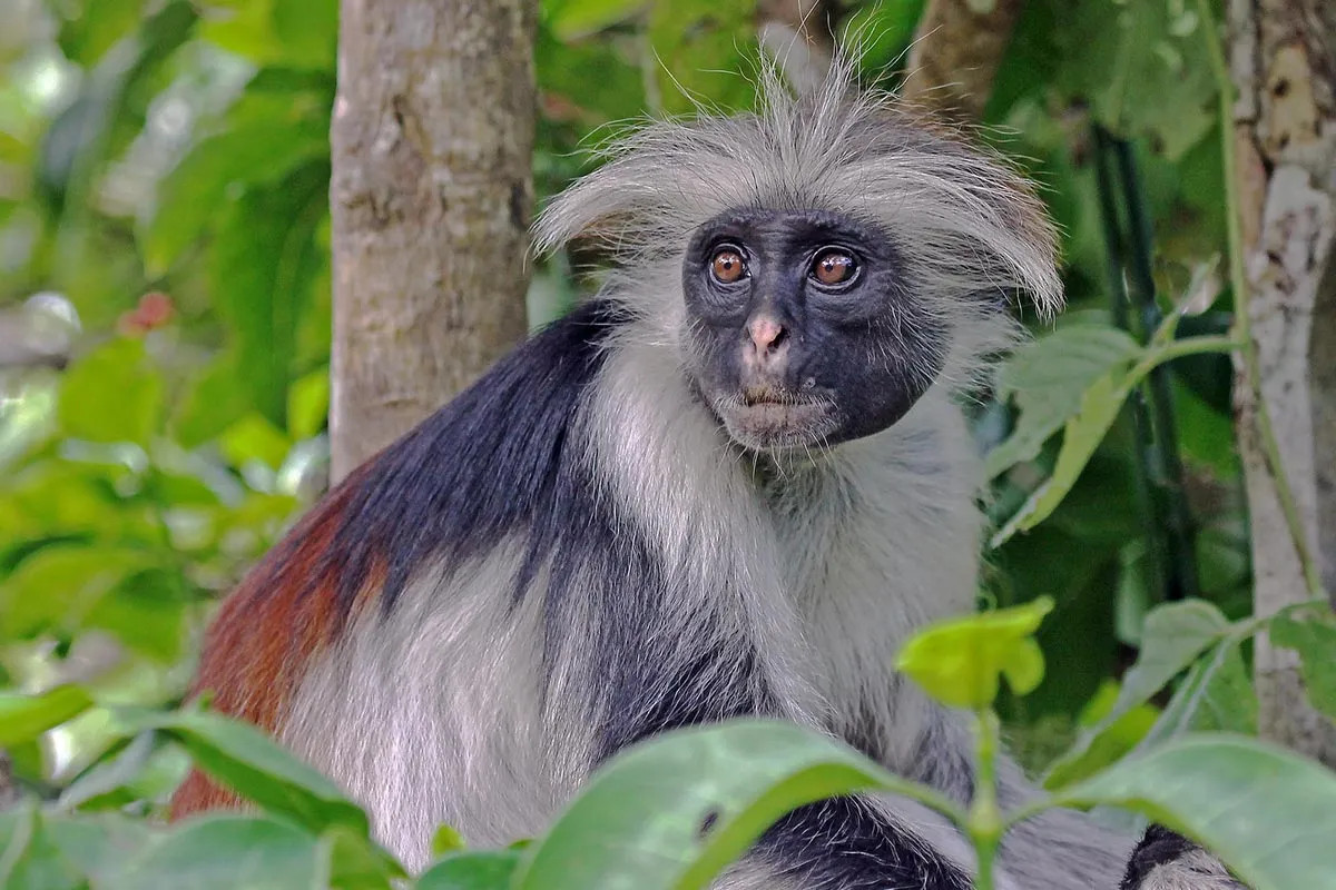 The Red Colobus Monkeys of Uganda