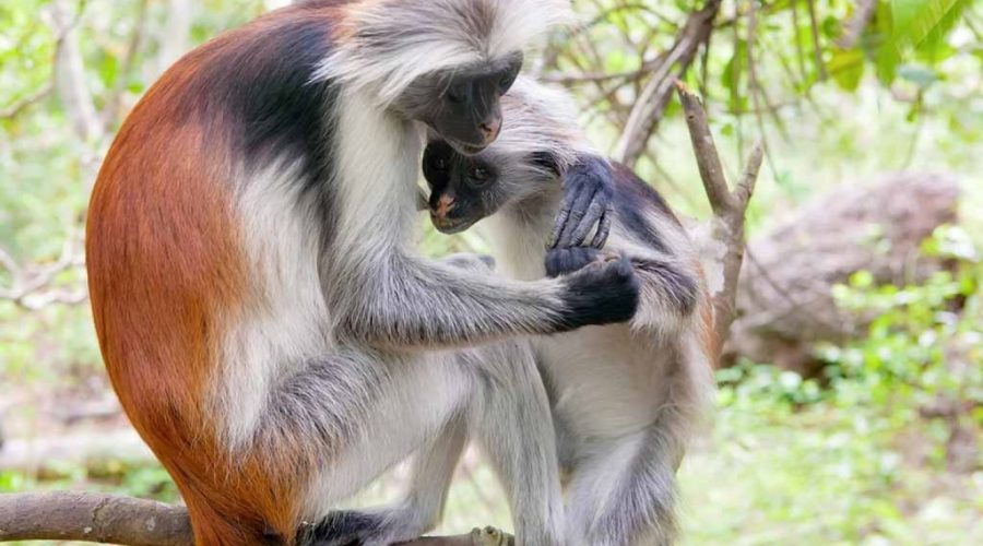 The Red Colobus Monkeys of Uganda