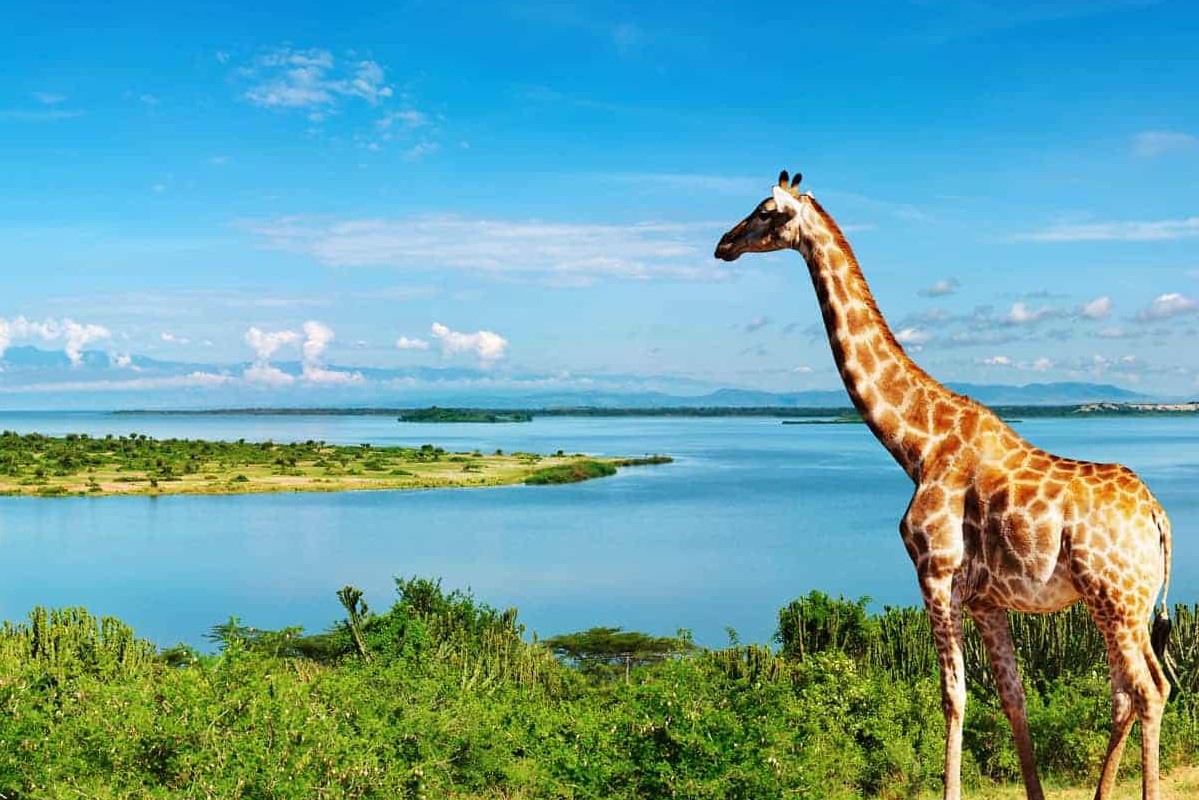 Wildlife of Uganda