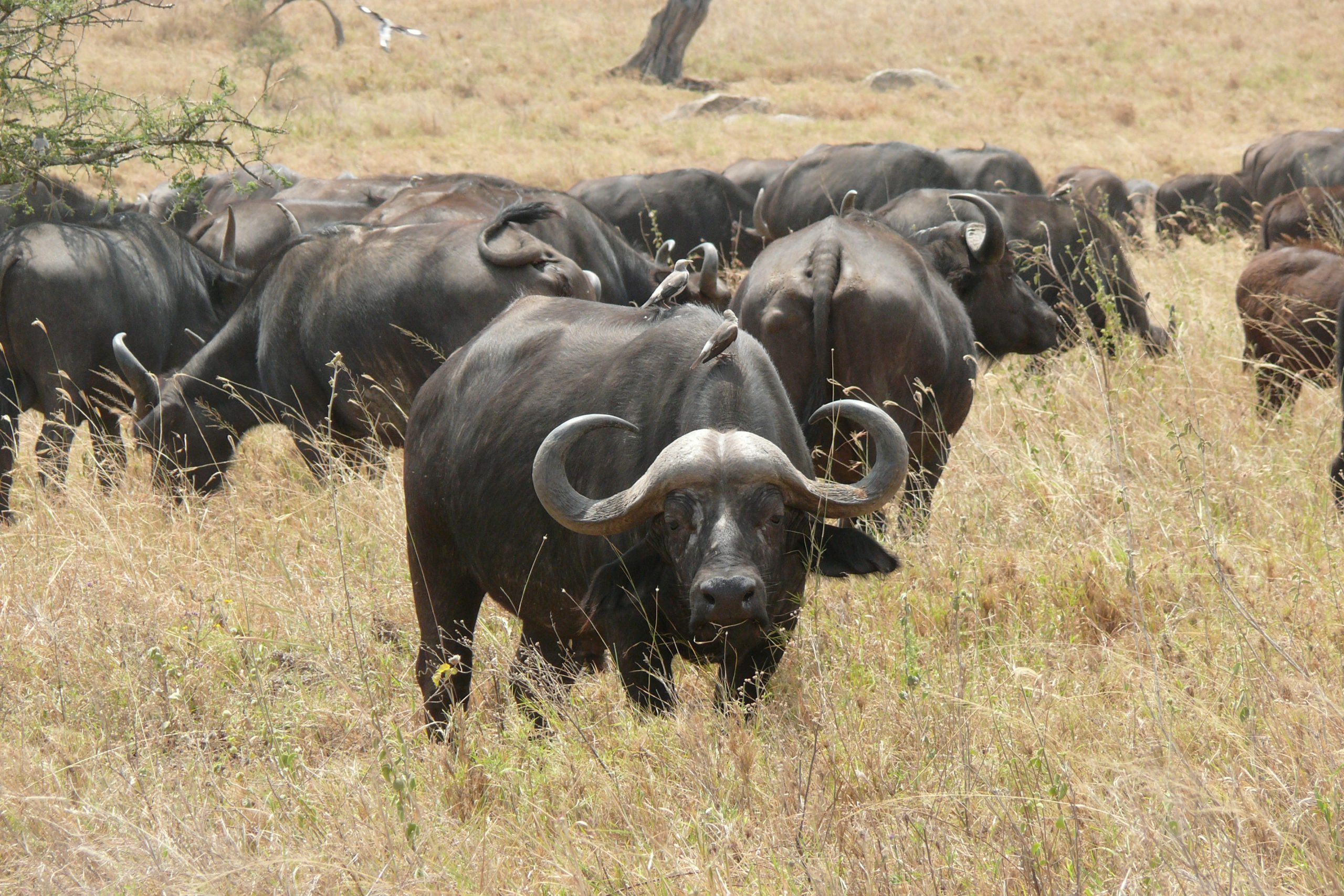 20 Must-Visit Places to see Buffaloes in Africa