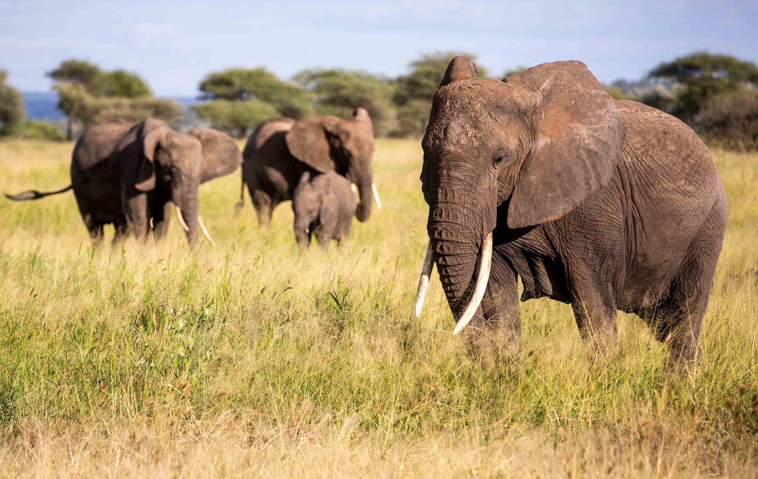 Best Places to See Elephants in Africa