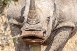 White Rhino