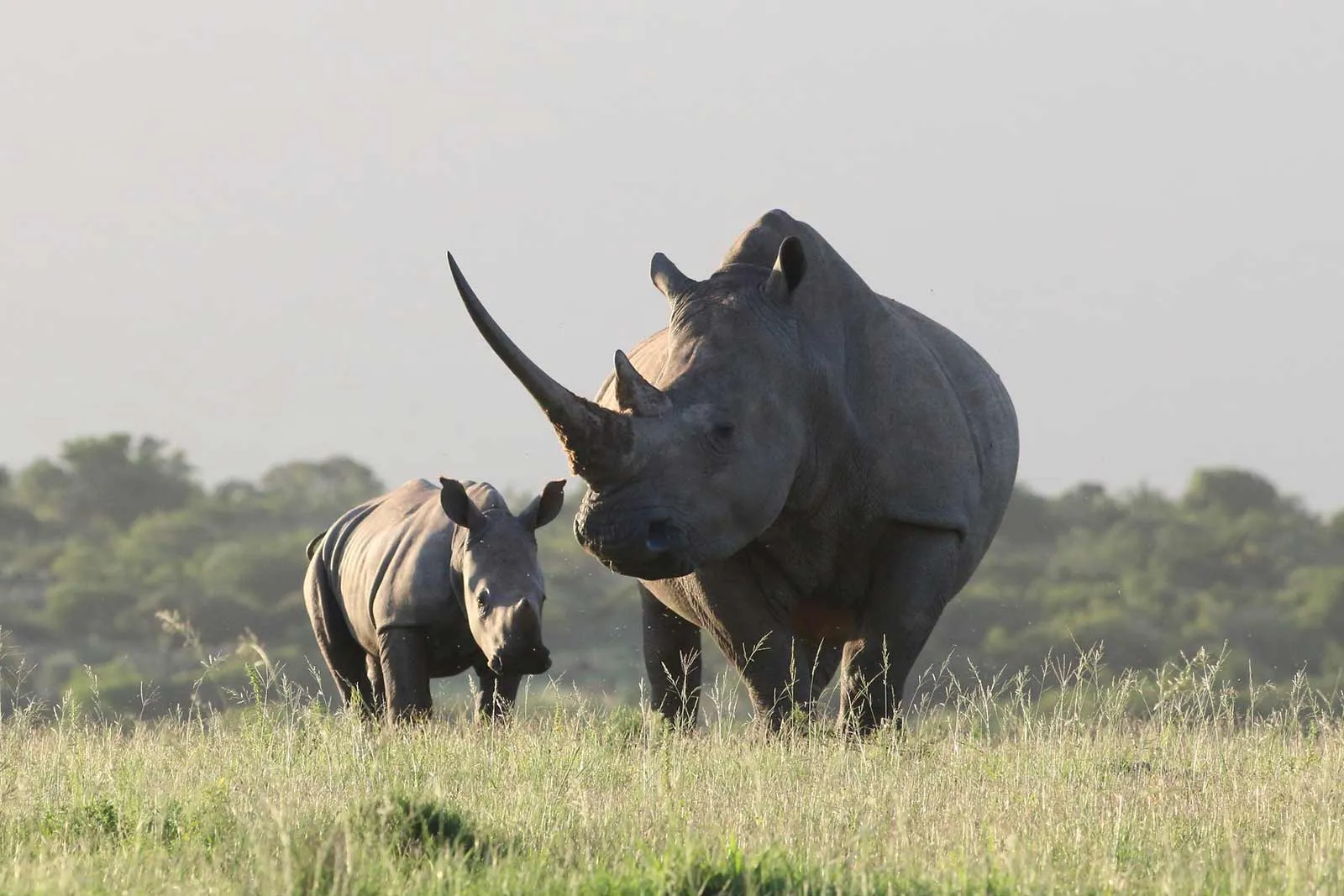 12 Facts About Rhinos