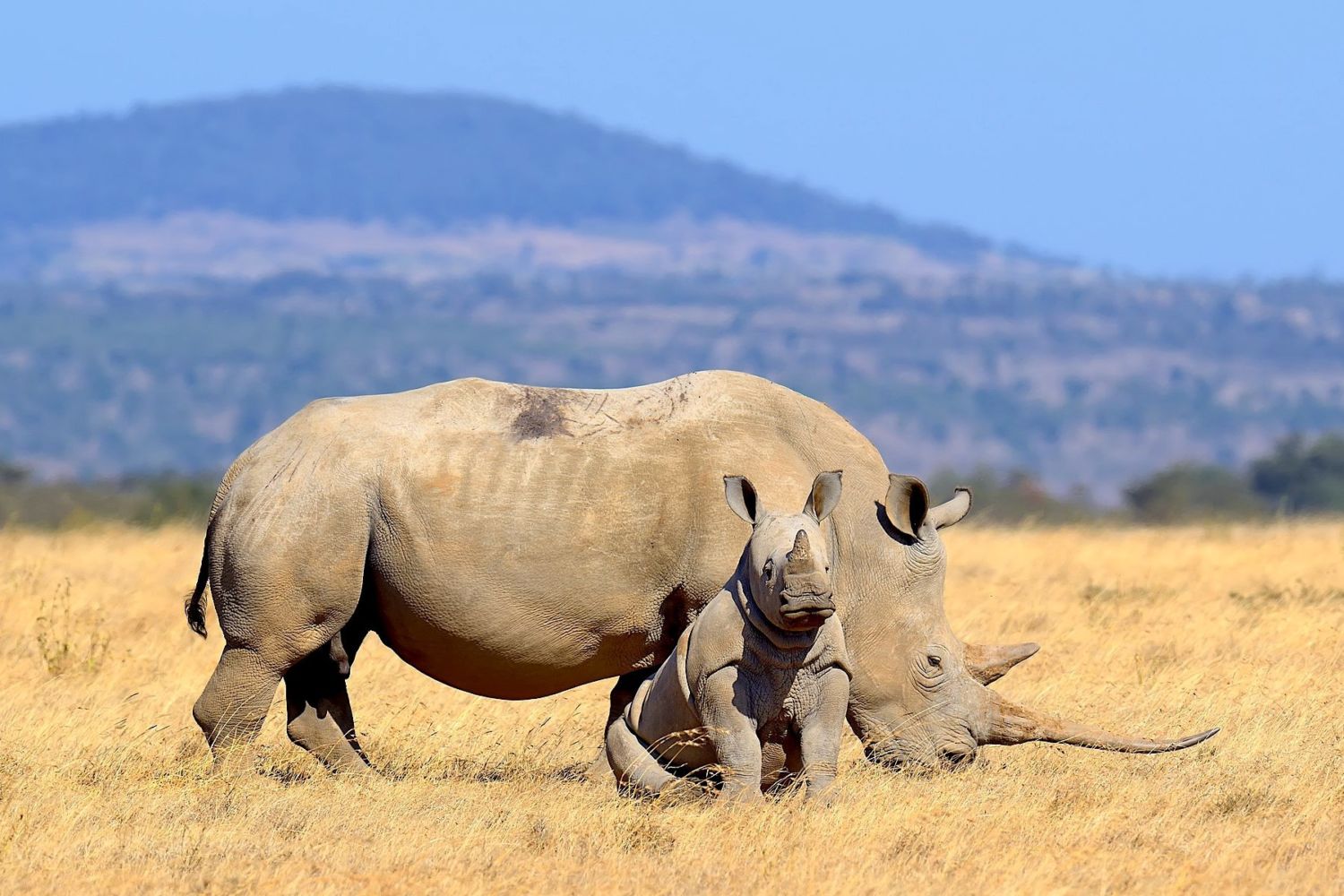 The Lifespan of the African Rhino