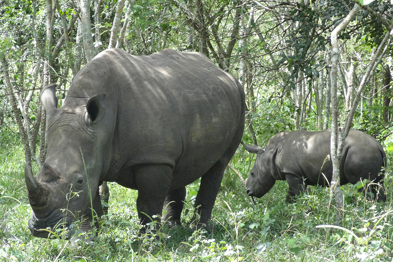 What is the Gestation Period of a Rhino