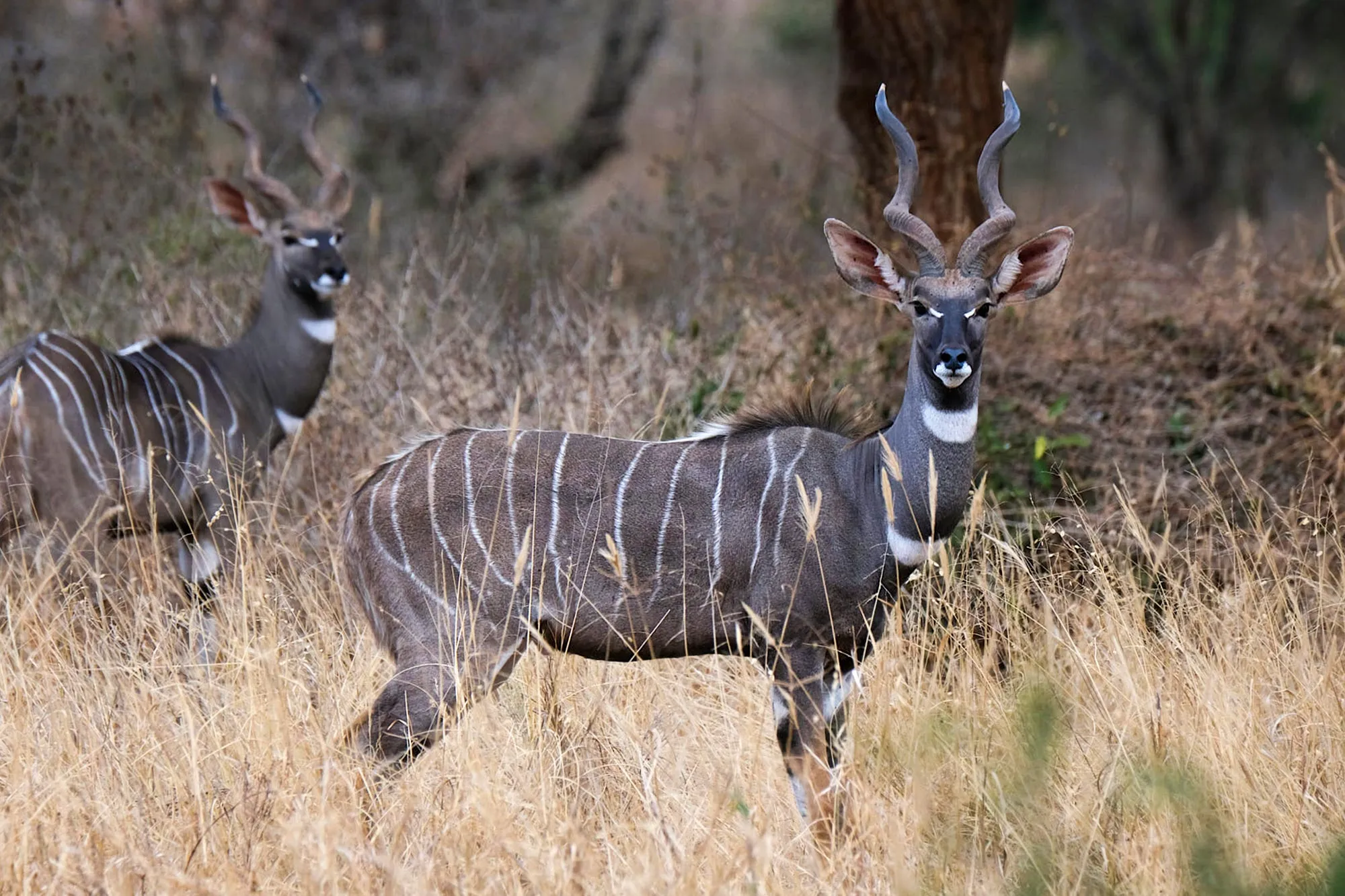 Lesser Kudus - Matheniko Game Reserve - Rich Biodiversity