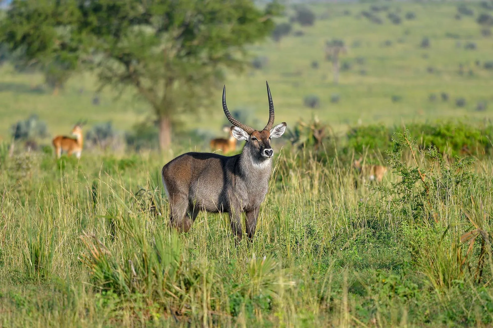 Kigezi Wildlife Reserve - Biodiversity