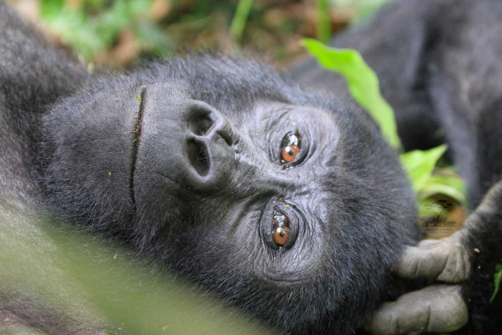 12 Facts about Gorillas-By Arcadia Safaris