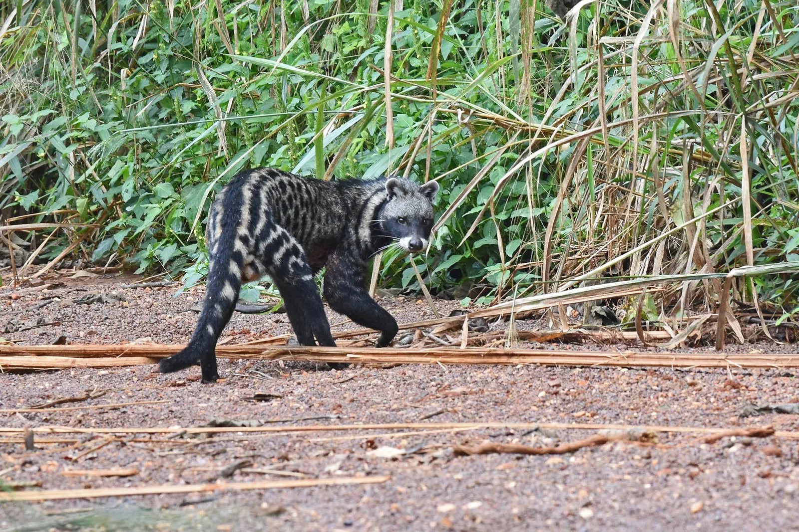 The African Civet: Uganda's Nocturnal Predator - Arcadia Safaris