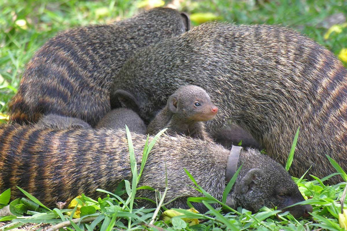 Mongoose in Uganda | Overview - Arcadia Safaris