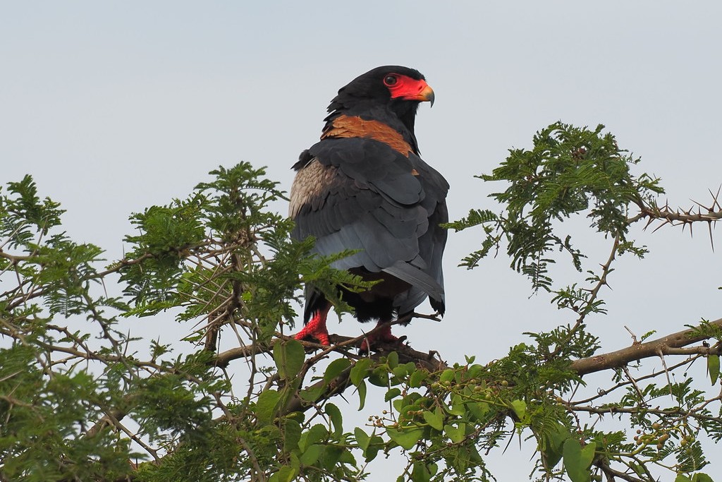Bateleur Eagle in Uganda - Terathopius ecaudatus