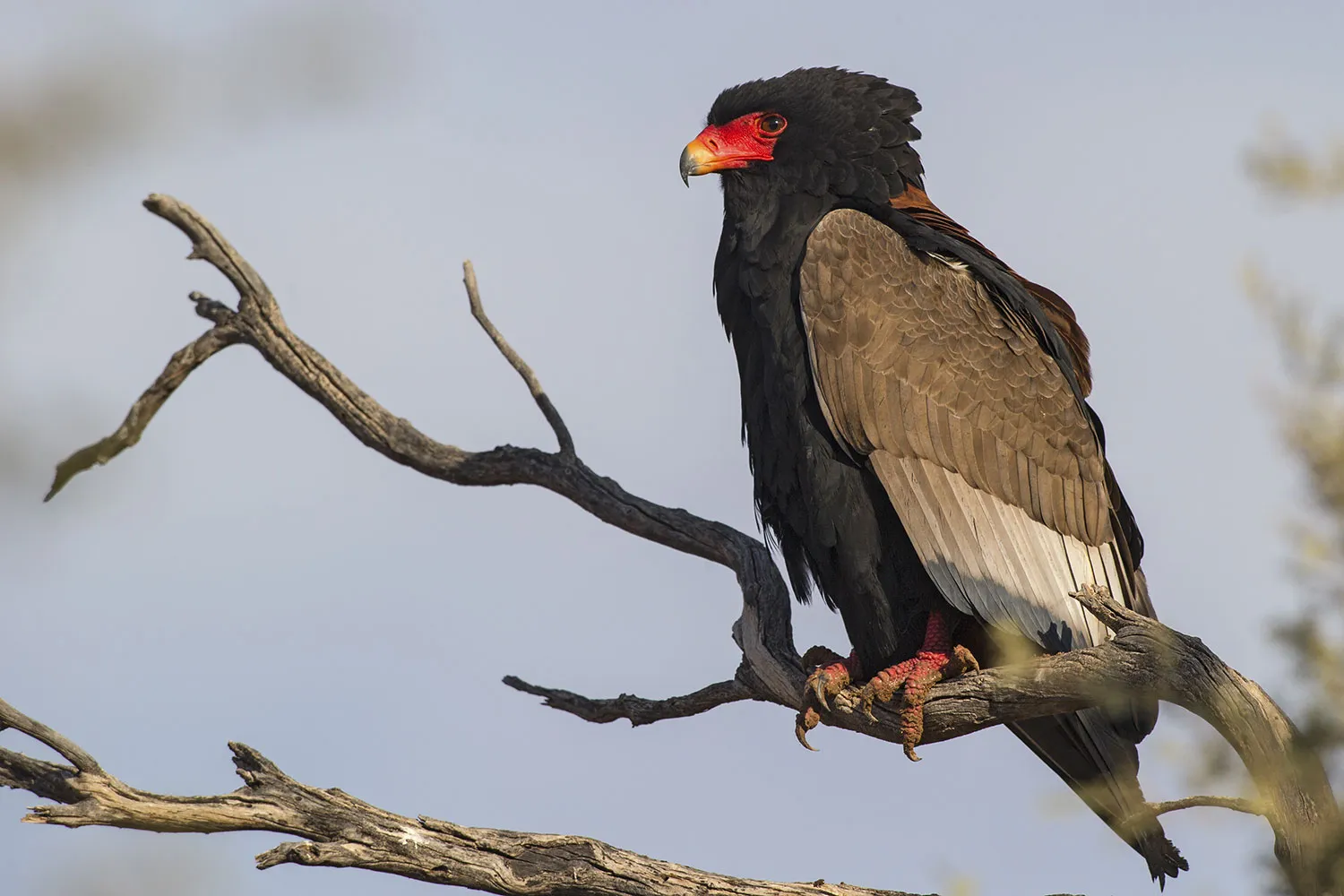 Bateleur Eagle in Uganda - Terathopius ecaudatus