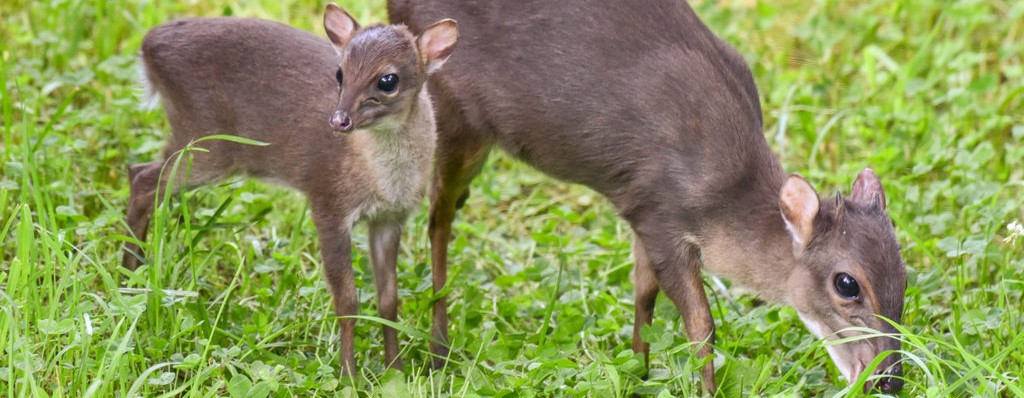 Duikers in Uganda - Arcadia Safaris