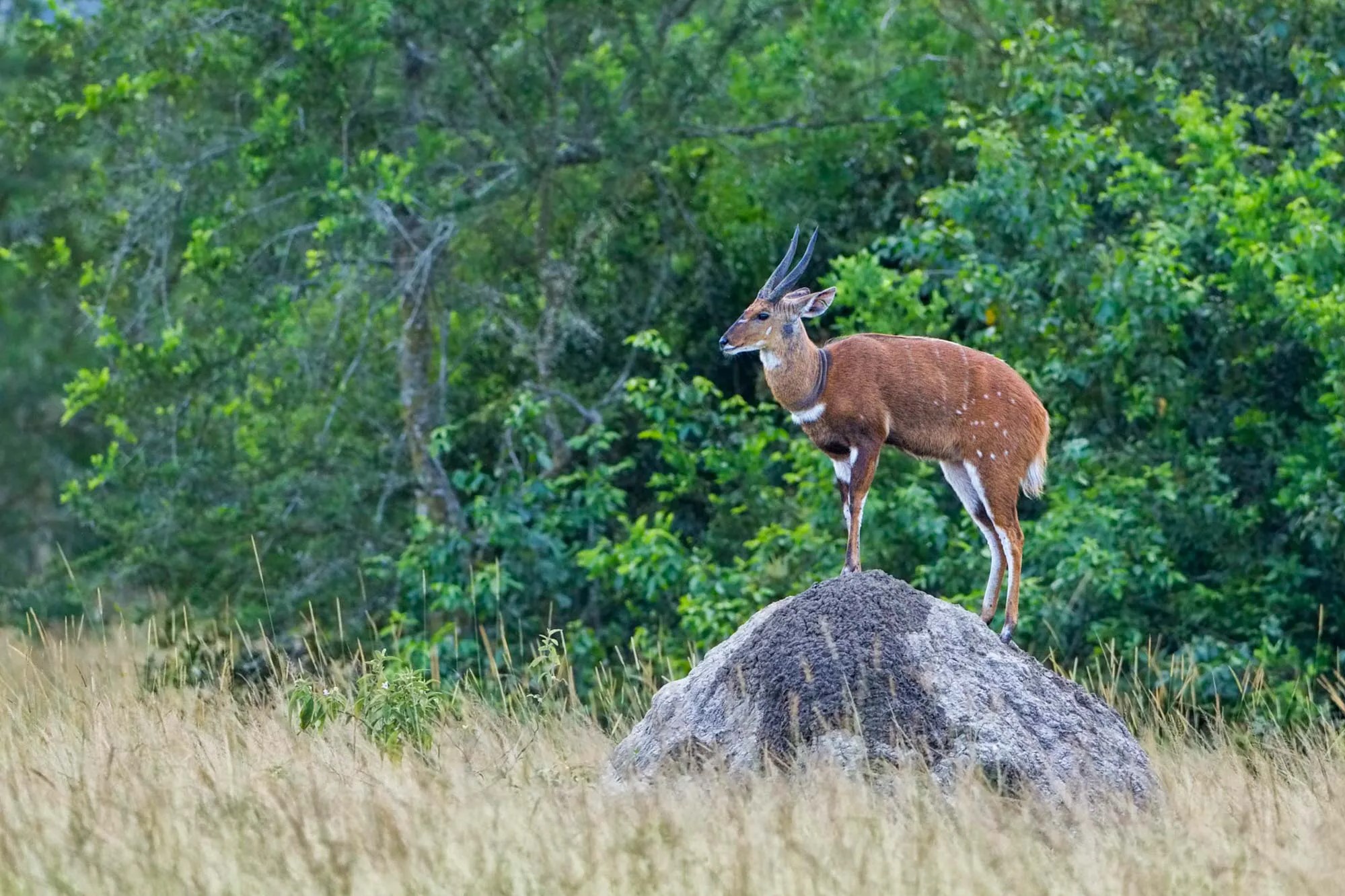 Bushbucks (Tragelaphus scriptus) in Africa