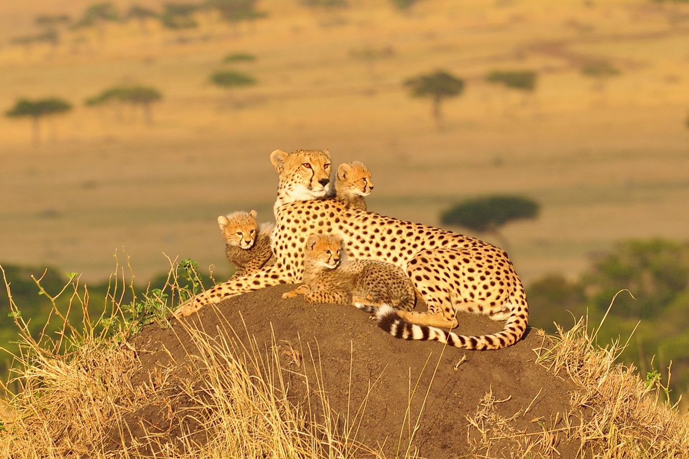 Cheetahs in Africa | Facts