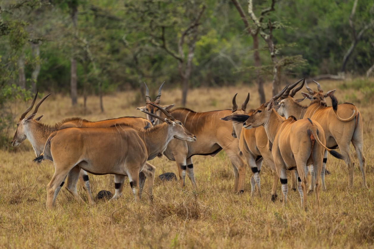 Eland in Uganda: Common Eland (Taurotragus oryx)