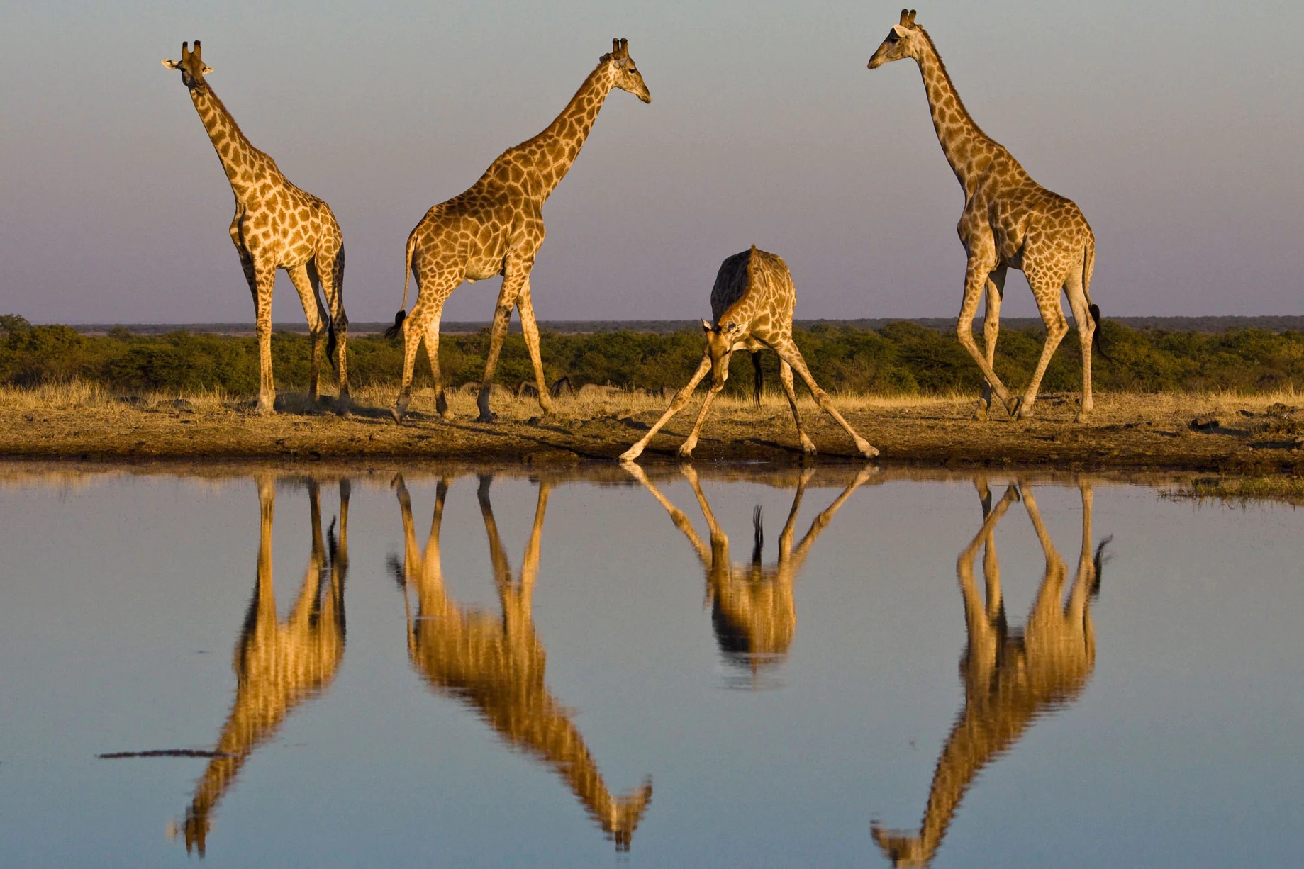 Giraffes in Africa - Facts