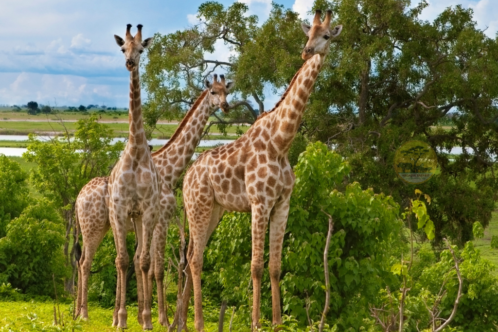 Giraffes in Uganda: Facts and where to see them