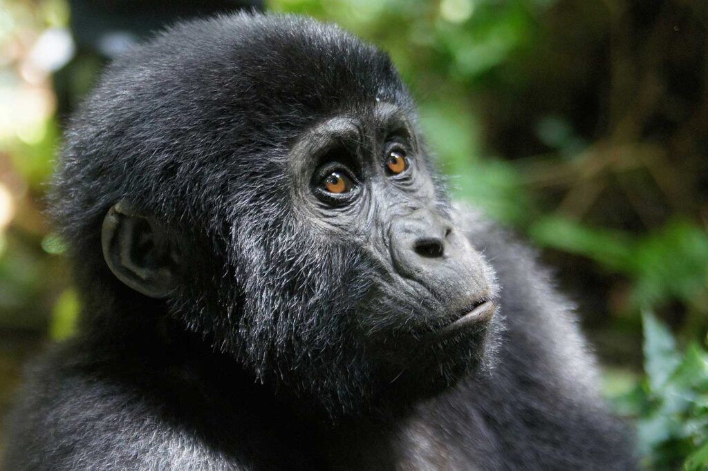 10 Fascinating Facts About Gorillas - Arcadia Safaris - Why is Gorilla Trekking so Expensive?